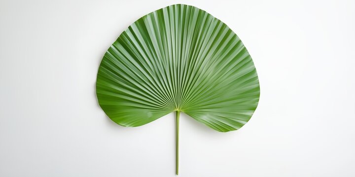 A green leafy plant with a long stem
