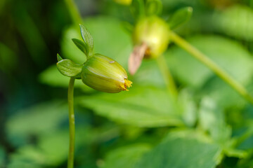 緑色の花の蕾の自然な姿