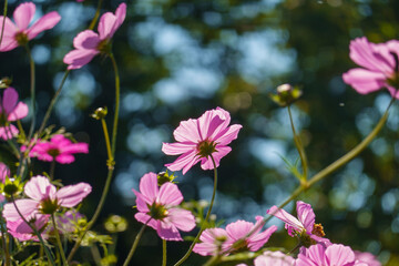 Fototapeta premium 青空に映えるコスモスの花々