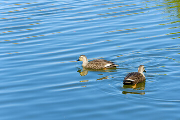 水面を泳ぐ二羽のカルガモ