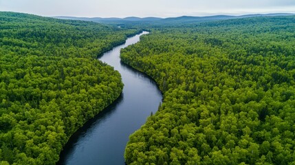 Aerial View of Serene River Winding Through Lush Green Forest Landscape in a Remote Wilderness Area Under Soft Cloudy Sky
