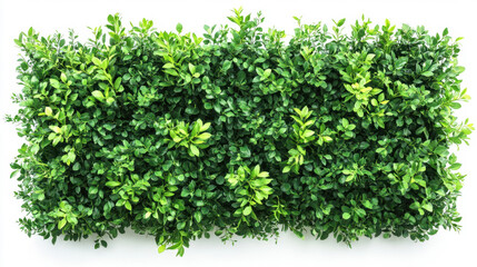 Naklejka premium Bush or shrub wall isolated isolated on white background for graphic design.
