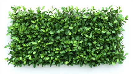 Fototapeta premium Bush or shrub wall isolated isolated on white background for graphic design.