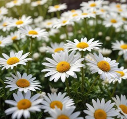 Obraz premium Solo daisy amidst pristine white blooms soaking up warm sunlight, bright colors, white as snow