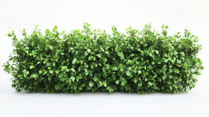 Obraz premium Bush or shrub wall isolated isolated on white background for graphic design.