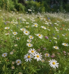 Fototapeta premium Boltonia asteroides var latisquama plants growing in a lush meadow with other wildflowers , nature, lush, plant growth