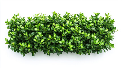 Bush or shrub wall isolated isolated on white background for graphic design.