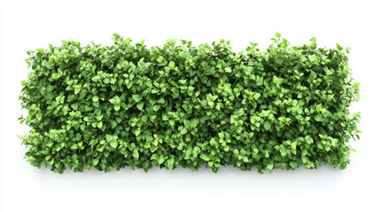 Bush or shrub wall isolated isolated on white background for graphic design.