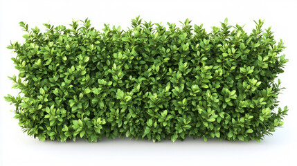 Obraz premium Bush or shrub wall isolated isolated on white background for graphic design.