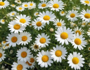 Softly blooming chamomile flowers on a sunny day, chamomile blooms, botanical art, summer landscape