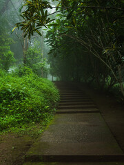 Photography landscape vertical beautiful nature view walk way hiking journy travel on mountain after season rain forest wild look fog green tree and moss on road has air fresh atmosphere peaceful