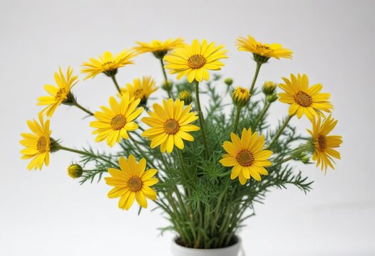 Yellow Euryops pectinatus in isolation on white background, plant, yellow flowers, euryops