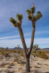 Cima volcanic field. Kelbaker Road, Mojave National Preserve. San Bernardino County, California....