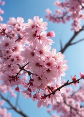 Obraz premium A beautiful pink cherry blossom tree with soft focus against a blue sky, blossoms, pink blossom tree, blossom tree