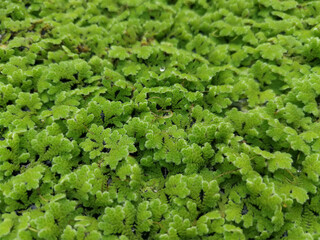 Obraz premium Azolla grows naturally, Beautiful abstract photo of green leaf closeup