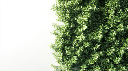 Fototapeta premium Bush or shrub wall isolated isolated on white background for graphic design.