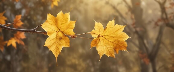 Obraz premium A single golden leaf on a bare branch against a soft and muted autumn background , leaf, single