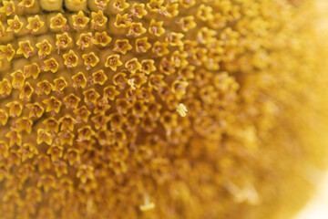 ひまわりの花芯の細部と黄金色の美しさ