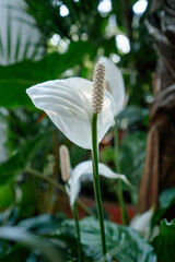 White peace lily, very beautiful floral collage element