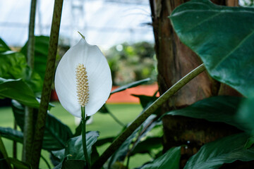 White peace lily, very beautiful floral collage element
