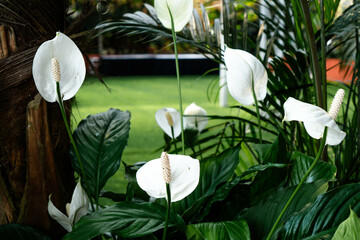 White peace lily, very beautiful floral collage element