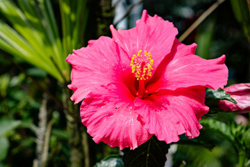 Beautiful Variegated Hibiscus flower ornamental plant with bright red color - variegated hibiscus tree