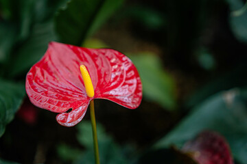 Anthurium is a bright house flower from the Araceae family. Its decorative effect is almost independent of the season, so with proper care it will delight its owners even in cold and cloudy weather.
