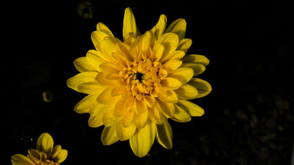 Yellow chrysanthemums frequently symbolize happiness, joy, and celebration. If you're looking for a...
