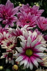 Tricolor Daisy Chrysanthemum (Pyrethrum Daisy) is an attractive and beautiful flower to add to your decoration.
