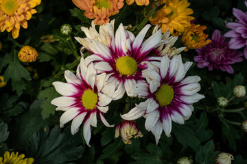 Tricolor Daisy Chrysanthemum (Pyrethrum Daisy) is an attractive and beautiful flower to add to your decoration.