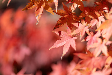 赤色に色づく美しいモミジの葉