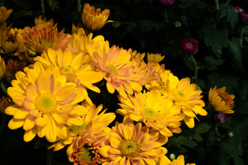 Yellow chrysanthemums frequently symbolize happiness, joy, and celebration. If you're looking for a...