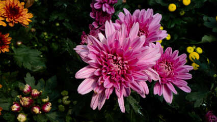 Tricolor Daisy Chrysanthemum (Pyrethrum Daisy) is an attractive and beautiful flower to add to your decoration.