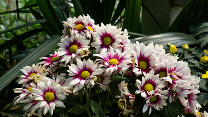 Tricolor Daisy Chrysanthemum (Pyrethrum Daisy) is an attractive and beautiful flower to add to your decoration.