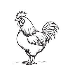 Hen line art on white background