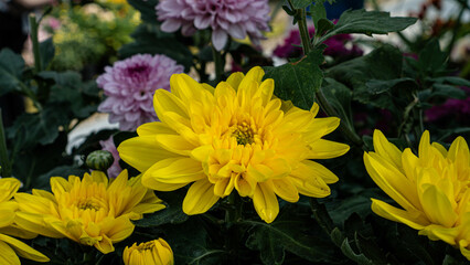 Yellow chrysanthemums frequently symbolize happiness, joy, and celebration. If you're looking for a mum to brighten someone's day, you can't go wrong with yellow blooms.