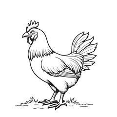 Hen line art on white background