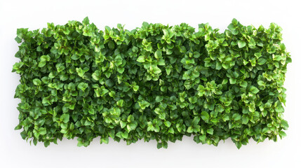 Obraz premium Bush or shrub wall isolated isolated on white background for graphic design.