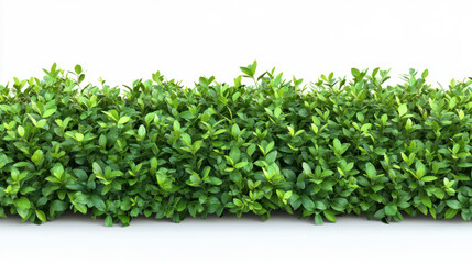Bush or shrub wall isolated isolated on white background for graphic design.