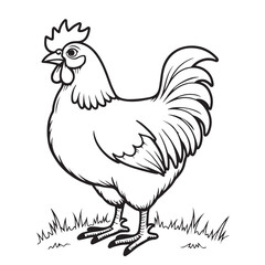 Hen line art on white background