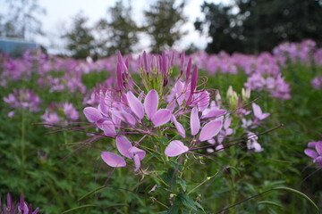 Spider flower