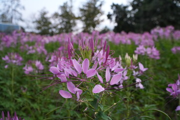 Obraz premium Spider flower