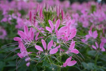 Spider flower