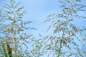 Delicate Grasses Against a Bright Blue Sky in Natural Landscape