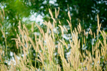 Golden Grass Blades Swaying in the Gentle Breeze on a Sunny Day