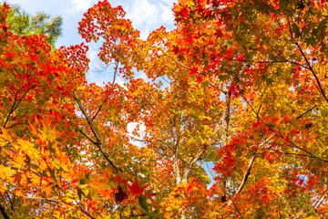 Maple trees during autumn momiji season in Japan