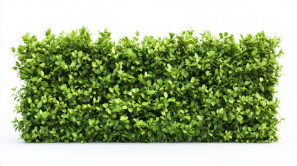 Bush or shrub wall isolated isolated on white background for graphic design.