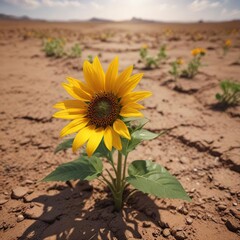 Wild sunflower growing in the dry Kansas soil, dry soil, landscape