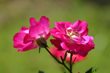 花の女王