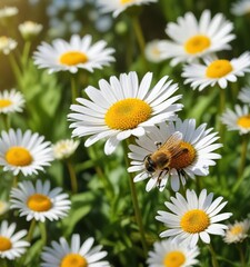 Fototapeta premium Honeybee collecting pollen from a small white daisy in a sunny meadow, micro landscape view, natural world photography,